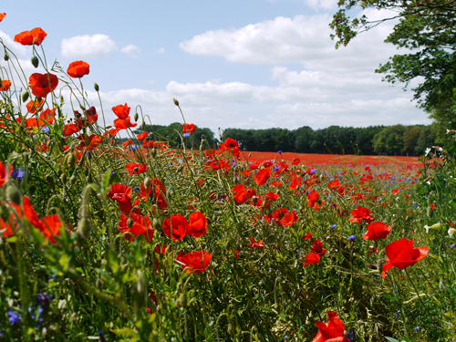 Testbild Mohnwiese